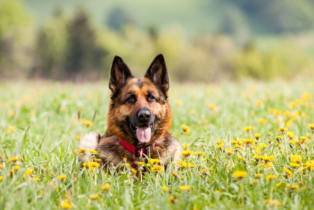 german shepherd breed